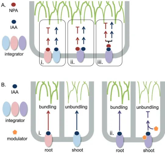 Fig. 3.  Action of a putative auxin-actin integrator. (A) Hypothetic working model on a putative auxin-actin integrator