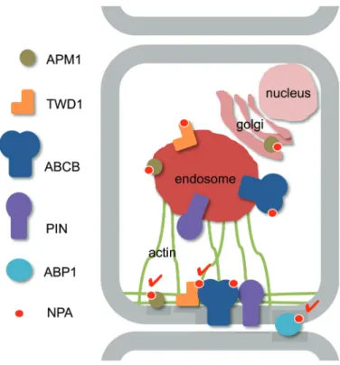 Fig. 2.  Location and roles of verified NPA targets. Vesicle-dependent  transport of components of the auxin efflux complex, such as the FKBP42/