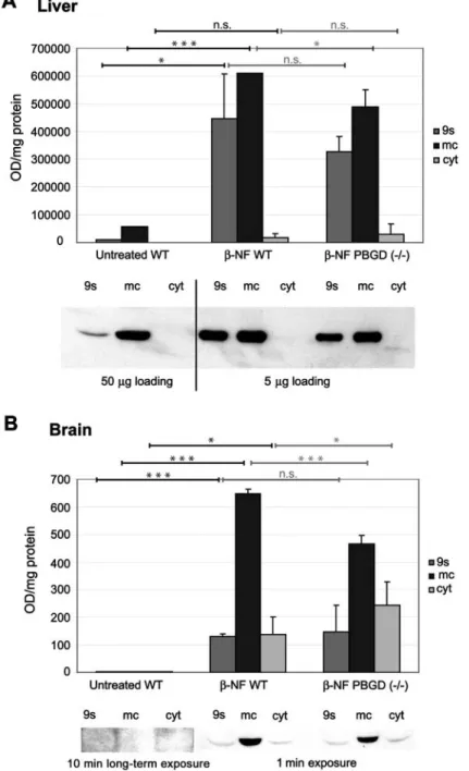 Figure 2 Expression of CYP1A1 protein in subfractions of liver and brain of wild-type and PBGD -/- mice.