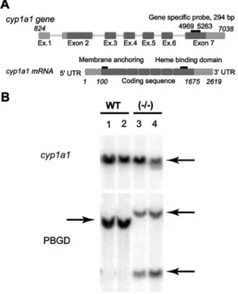 Figure 4 Detection of gene products of CYP1A1 and PBGD with gene-specific probes by Southern blot analysis.