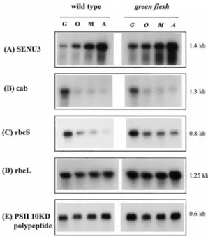 Fig. 4. Expression of mRNA during senescence in wild-type and green