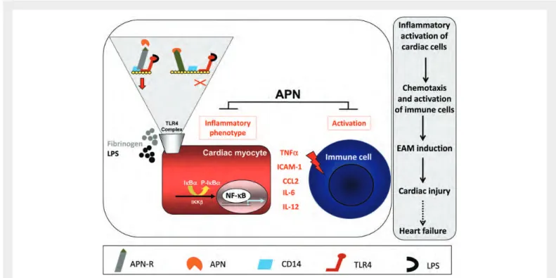 Figure 6 APN protects against inflammation and injury in EAM by interfering with TLR4 signalling in cardiac and immune cells