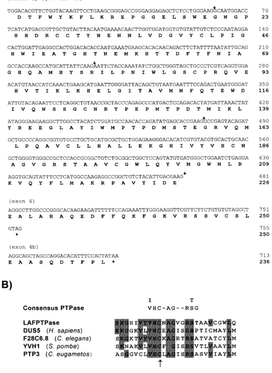 Figure 4. cDNA sequence and derived animo acid sequence of EPM2. (A) Nucleotide sequence of the cDNA corresponding to EPM2 exons 1, 2, 3 and 4