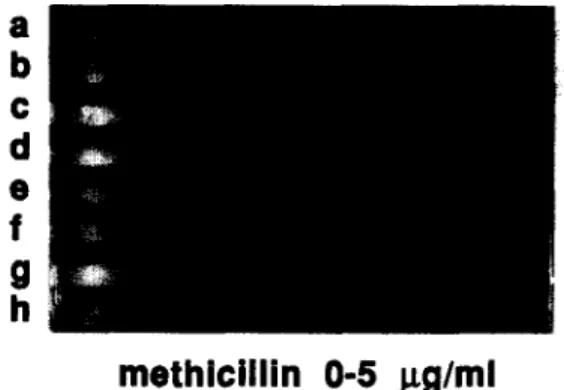 Fig.  1.  Effect  of  sar  and  agr  on  methicillin  resistance.  The  strains  were  applied  along  the  plates  containing  a  gradient  from  0  to  5 