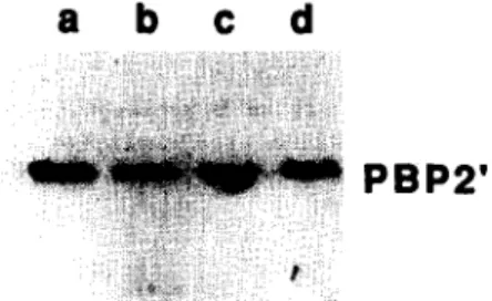 Fig.  4.  Effect  of  sar  and  agr  on  low  affinity  PBPZ’.  Western  blot  of  PBP2’