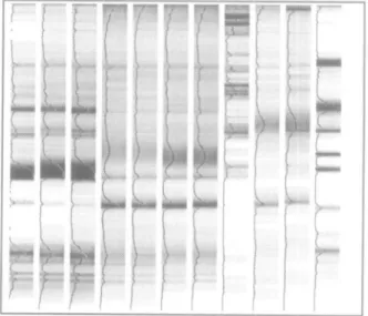 Fig. 2. Virtual normalized gel and density profiles obtained from Figure 1.