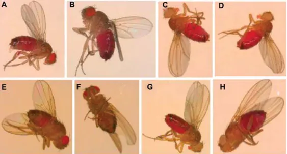 Figure 2 Gustatory assay with adult flies on normal or zinc-supplemented food with acid red dye as a marker.