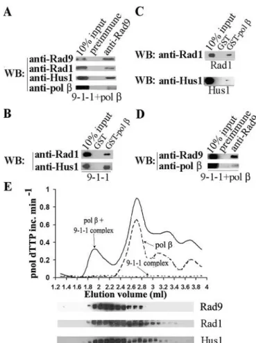 Figure 1. DNA polymerase b physically interacts with the 9-1-1 complex. (A) Sf9 cell extracts (45 mg) expressing the 9-1-1 complex were incubated with  His-tagged pol b (3 mg)