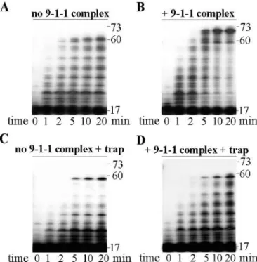 Figure 3. The 9-1-1 complex does not stimulate the processivity of DNA polymerase b. (A and B) Time-dependent elongations (0, 1, 2, 5, 10 and 20 min) of a 5 0 end-labelled DNA primer (d17:d73 DNA substrate, 1 nM) under distributive conditions were performe