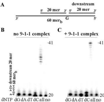 Figure 6. The 9-1-1 complex stimulates strand displacement synthesis by DNA polymerase b on a 1 nt gap DNA template