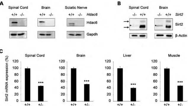 Figure 1. Expression of Sirt2 and Hdac6 in nervous tissue of KO mice. (A) Hdac6 protein expression in 90-day-old Hdac6 KO mice