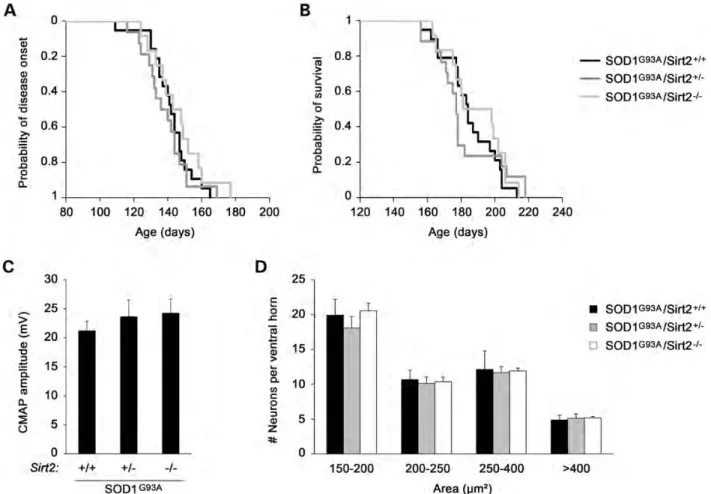 Figure 4. Effect of deletion of Sirt2 on the course of motor neuron degeneration in SOD1 G93A mice