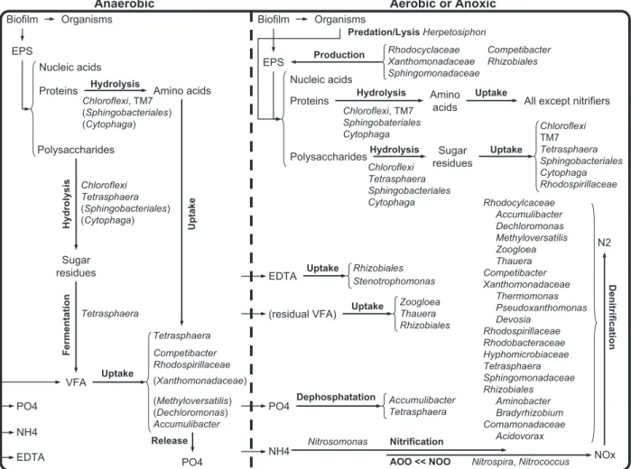 Fig. 6. Conceptual model of the granular sludge bacterial ecosystem from SBRs operated for full BNR under alternating anaerobic–aerobic conditions with VFA-based synthetic wastewater, as base for further functional analyses