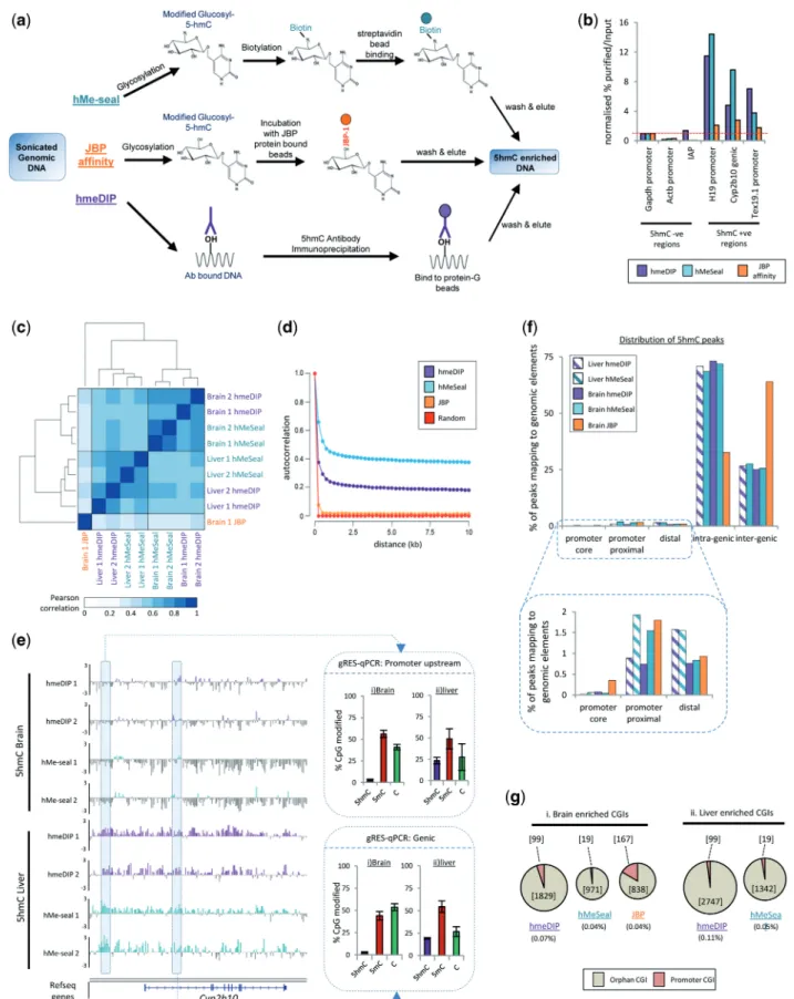 Figure 1. Genome-wide 5hmC patterns in mouse whole brain and liver DNA following enrichment by either antibody, chemical capture or protein afﬁnity-based methods