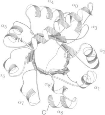 Figure 1 shows indoleglycerol phosphate synthase (IGPS; Priestle et al., 1987) as an example