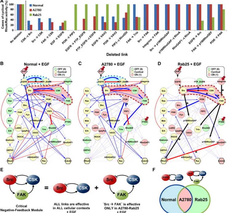 Figure 2 Identification of a critical negative-feedback module that regulates cyclical RhoA/Rac activities