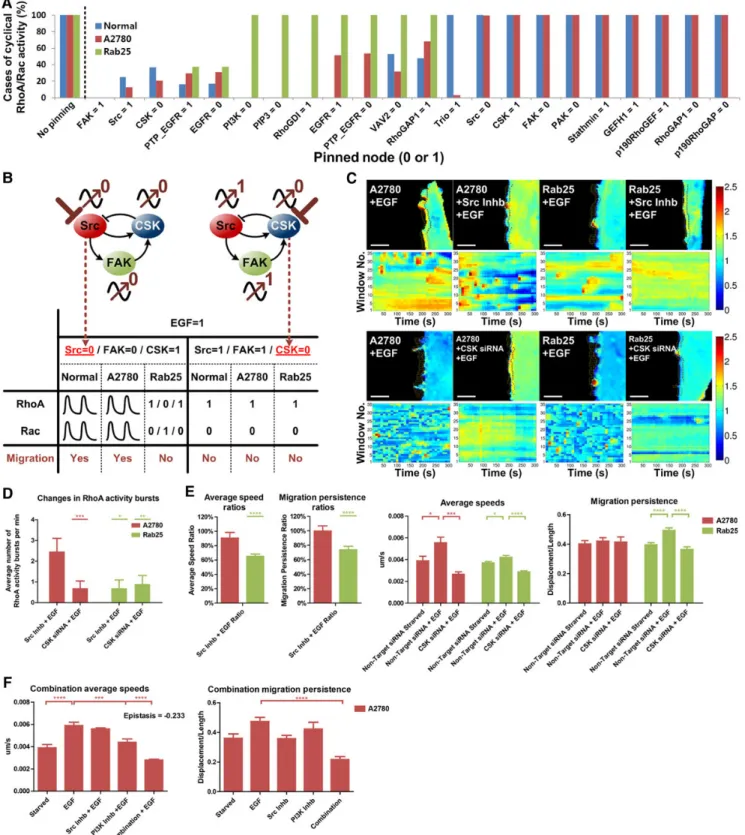 Figure 3 Designing interventions that block extracellular matrix-dependent cell migration