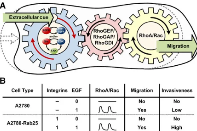 Figure 4 The underlying regulatory mechanism for cell migration. (A) Upon an extracellular cue for migration, the negative-feedback modules Src/FAK/CSK and/or EGFR/PTP_EGFR generate the cyclical signal