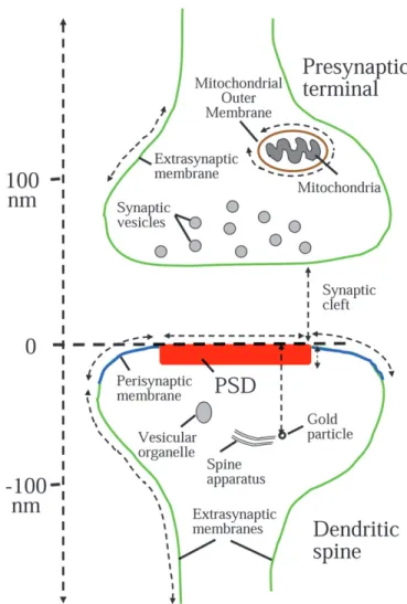 Figure 1. Schematic illustration of a synapse between a presynaptic terminal and a dendritic spine exhibiting an asymmetric specialization and some typical intracellular organelles as can be observed by electron microscopy