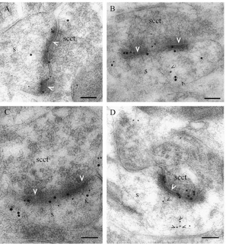 Figure 2. Localization of MCT2 and GluR2/3 subunits at Schaffer collateral/commissural fibre synapses in rat CA1 stratum radiatum by immunogold labeling