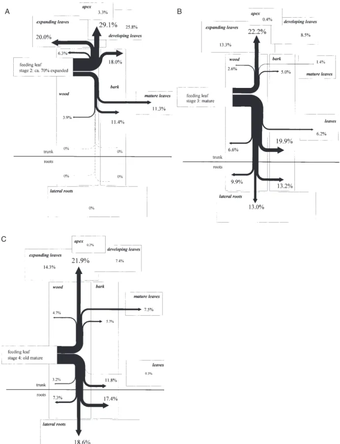 Fig. 2. Influence of leaf maturity on 35S allocation. 35S-sulphate was fed via flap feeding (Biddulph, 1956) to leaves of 8-week-old poplar trees at three di ﬀ erent stages of maturity (expanding n = 3 (A); mature n = 4 (B); old mature n = 3 (C ))