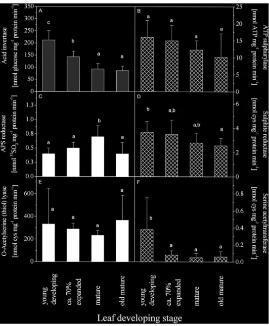 Fig. 7. In vitro activity of the enzymes involved in the assimilatory sulphate reduction pathway in dependence of leaf maturity