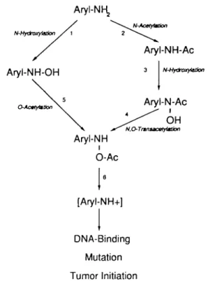 Fig. 1. Metabolic activation of arylamine carcinogens.