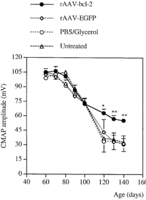 Figure 4. Evoked compound muscle action potential (CMAP) amplitude in the gastrocnemius muscle after stimulation of the sciatic nerve in FALS transgenic mice injected with rAAV–bcl-2 (n = 8), rAAV – EGFP (n = 8), PBS/glycerol (n = 8) and untreated animals 