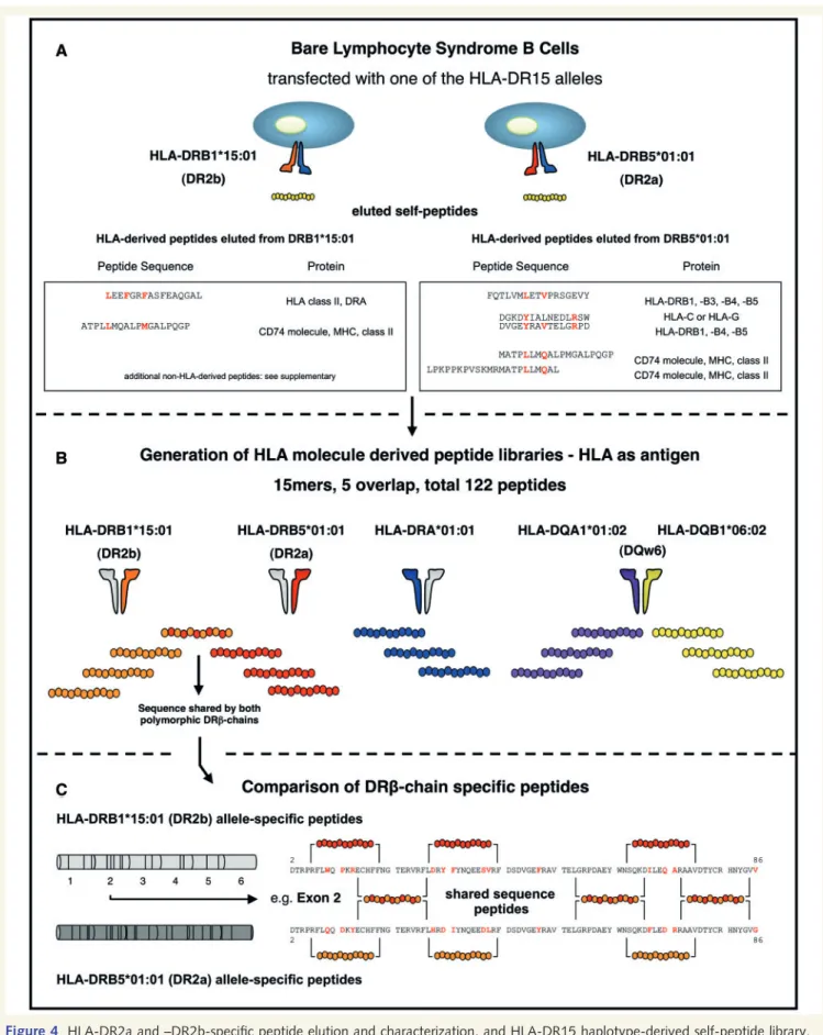 Figure 4 HLA-DR2a and –DR2b-specific peptide elution and characterization, and HLA-DR15 haplotype-derived self-peptide library.