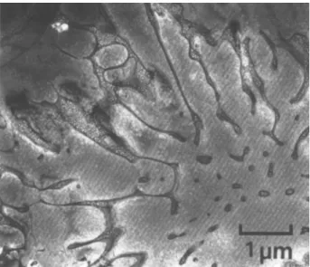 FIG. 5. Transmission electron micrograph showing the remnants of cellular segregation after annealing for 1 h at 1100 °C