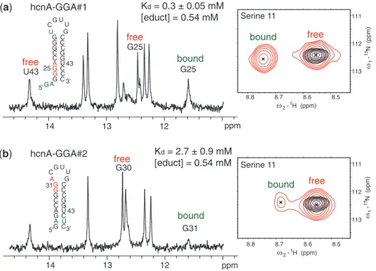 Figure 6. Low afﬁnity GGA motifs are in slow exchange on the NMR chemical shift time scale