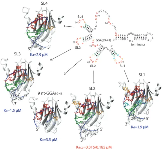 Figure 1. NMR solution structures of ﬁve different GGA motifs of RsmZ in complex with RsmE