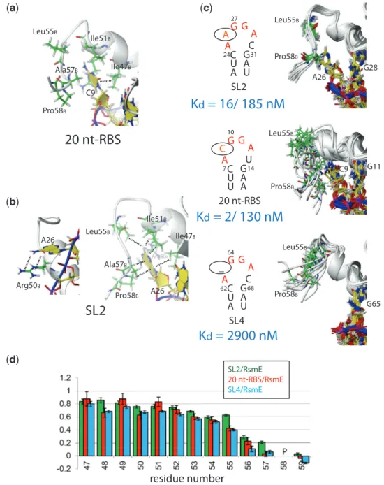 Figure 2. Recognition of the looped-out nucleotide N in A(N)GGAX. (a and b) Structural details of interactions important for recognition of the nucleotide N in 20 nt-RBS (a) and SL2 (two views) (b)