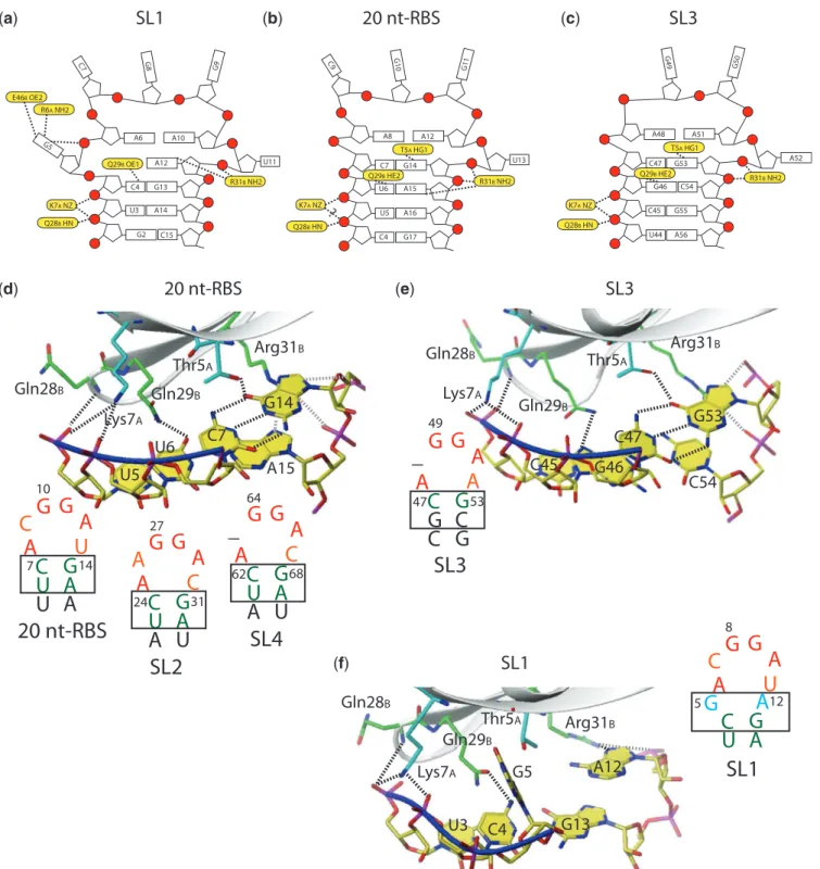 Figure 4. Differential RNA stem recognition. (a–c) Schematic representation of intermolecular RNA–protein interactions, yellow residues are involved in potential hydrogen bond contacts