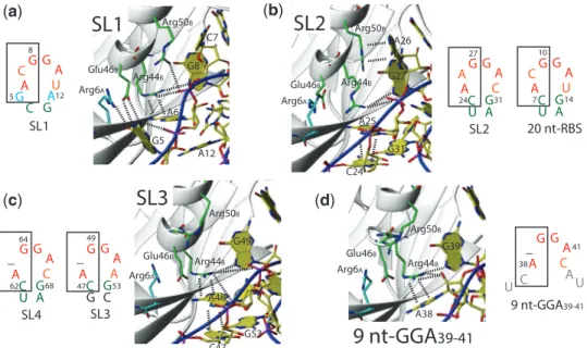 Figure 5. Differential hairpin loop recognition. (a–d): Structural details of interactions important for recognition