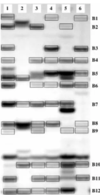 Figure 1. AFLP pro®le in six brown trout individuals (1±6) generated with the primer combination E-AAG/M-CAG