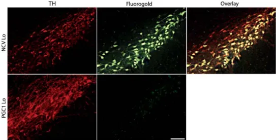 Figure 8. Absence of fluorogold retrograde labeling in nigral dopaminergic neurons overexpressing PGC-1a