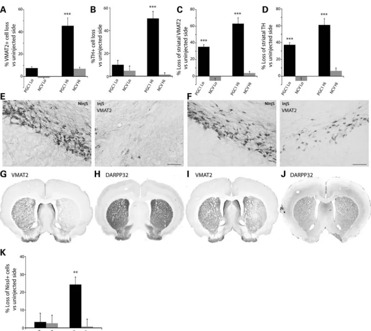 Figure 5. Loss of dopaminergic nigrostriatal markers in response to PGC-1a overexpression