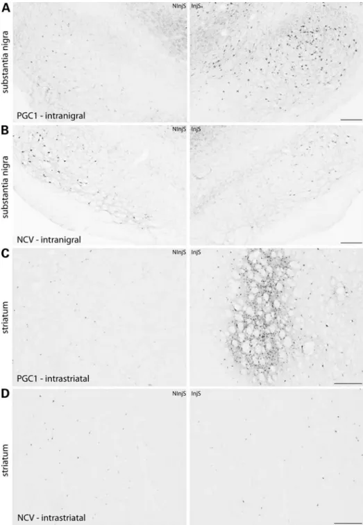 Figure 6. PGC-1a up-regulates PV expression in the substantia nigra and striatum. Immunostaining demonstrating an increase in the amount of PV-positive neurons in the injected SNpc and reticulata of rats injected with AAV2/6-PGC1 in the SNpc (A)