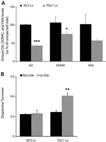 Figure 7. Depletion of DA and metabolites and increased DA turnover. (A) Total striatal content of DA, DOPAC and HVA in the non-injected and injected hemispheres of PGC1 Lo and NCV Lo rats at 3 months post-injection.