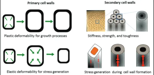 Fig. 1.  Main functions and mechanical requirements of primary and secondary cell walls.