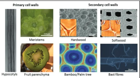 Fig. 2.  Common plant materials in mechanical analysis visualized by light microscopy, scanning electron microscopy, Raman imaging  and/or scanning near-field optical microscopy