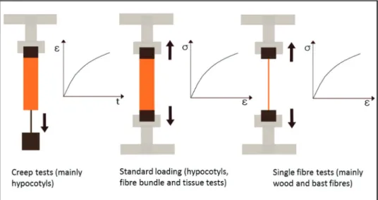 Fig. 3.  Most applied micromechanical testing techniques for the characterization of primary and secondary cell walls illustrated by  schematic drawings of the setup as well as of strain–time and stress–strain diagrams, respectively