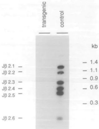 Fig. 2. Suppression of rearrangements of endogenous V^8.3 gene segments in transgenic mice