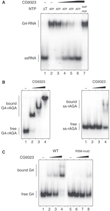 Figure 9. G4-RNA unwinding and binding by CG9323. (A) G4-RNA unwinding assay: radio-labelled tetramolecular rAGA at a  concentra-tion of 4 nM was incubated in the presence of ATP or AMP-PNP (as indicated) without protein () or with increasing amounts (2, 6