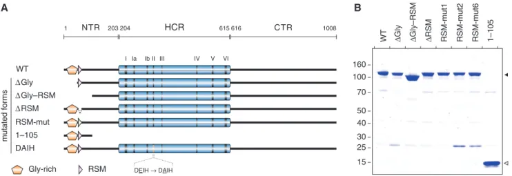 Figure 1. N-terminal deletion mutants of RHAU. (A) Schematic representation of the 1008 amino acid RHAU protein and its N-terminal truncated mutants