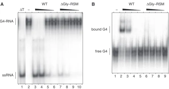 Figure 2. G4-RNA unwinding and binding by N-terminal truncated RHAU proteins. (A) G4-RNA unwinding assay: radio-labelled tetramolecular rAGA at a concentration of 4 nM was incubated in the presence of ATP without protein () or with increasing amounts (1, 3