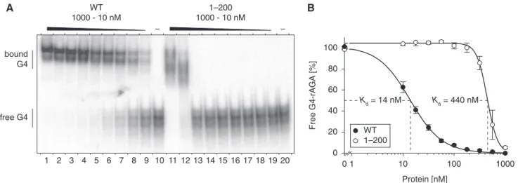 Figure 4. G4-RNA-binding properties of RHAU and the N-terminal region. (A) Gel mobility shift assay for G4-RNA binding: radio-labelled tetramolecular rAGA at a concentration of 100 pM was incubated without protein () or with increasing amounts of either GS
