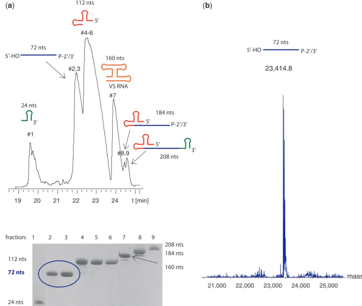 Figure 2. Co-transcriptional ribozyme cleavage (Step 1) and its puriﬁcation. (a) Denaturing anion-exchange HPLC proﬁle of a 10 ml transcription mix (which corresponds to 200 nmol of the 72-nt RsmZ RNA product after puriﬁcation) (top) and analytical 16% den