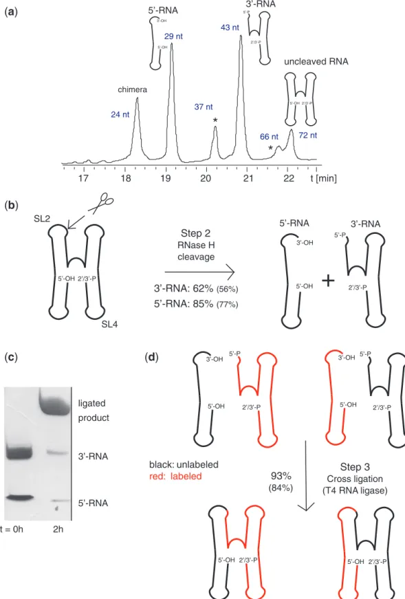Figure 3. RNase H cleavage (Step 2) and direct non-splinted cross-religation using T4 RNA ligase (Step 3)